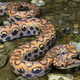 Illustration for article titled Enormous Snake Slithers Out of Toilet; Your Nightmares Are Real